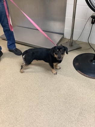 Shelter Stray Male Dog last seen Near Leming St., North District, TX, 355 Hillshire Dr, Haslet, TX 76052, USA