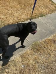 Shelter Stray Male Dog last seen Near ERINMOOR TRL, North District, TX, 355 Hillshire Dr, Haslet, TX 76052, USA