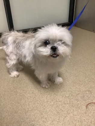 Shelter Stray Female Dog last seen Near Martha Ln, East District, TX, 355 Hillshire Dr, Haslet, TX 76052, USA
