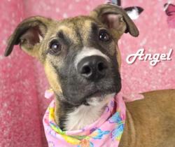 Shelter Stray Female Dog last seen Near Block Of Colonial, FOREST HILL, TX, 3961 Bluebell Dr, Everman, TX 76140, USA