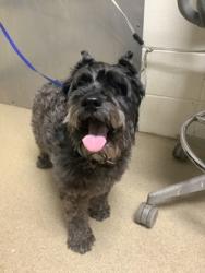 Shelter Stray Male Dog last seen Near Brentwood Stair Rd, East District, TX, 355 Hillshire Dr, Haslet, TX 76052, USA
