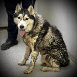 Shelter Stray Male Dog last seen Near Block Of Mistletoe Dr, KENNEDALE, TX, 3961 Bluebell Dr, Everman, TX 76140, USA