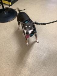 Shelter Stray Female Dog last seen , West District, TX, 355 Hillshire Dr, Haslet, TX 76052, USA