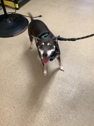 Shelter Stray Female Dog last seen , West District, TX, 355 Hillshire Dr, Haslet, TX 76052, USA
