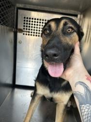 Shelter Stray Male Dog last seen Near TERRACE AVE, North District,, 355 Hillshire Dr, Haslet, TX 76052, USA