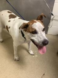 Shelter Stray Male Dog last seen Near Mitchell Saxon Rd, District 13 - Tarrant County, TX, 355 Hillshire Dr, Haslet, TX 76052, USA