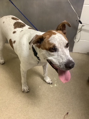 Shelter Stray Male Dog last seen Near Mitchell Saxon Rd, District 13 - Tarrant County, TX, 355 Hillshire Dr, Haslet, TX 76052, USA