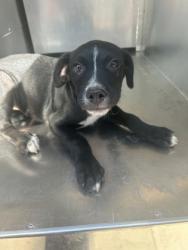 Shelter Stray Male Dog last seen Near REFUGIO AVE, North District, TX, 355 Hillshire Dr, Haslet, TX 76052, USA