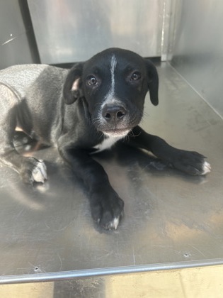 Shelter Stray Male Dog last seen Near REFUGIO AVE, North District, TX, 355 Hillshire Dr, Haslet, TX 76052, USA