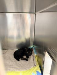 Shelter Stray Female Cat last seen oakland waiting on paperwork from veg, Oakland, CA, 1101 29th Ave, Oakland, CA 94601, USA
