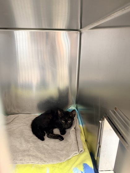 Shelter Stray Female Cat last seen oakland waiting on paperwork from veg, Oakland, CA, 1101 29th Ave, Oakland, CA 94601, USA