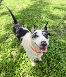 Shelter Stray Female Dog last seen Bismark St, Hernando, FL, 4030 S Airport Rd, Inverness, FL 34450, USA