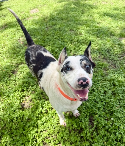 Shelter Stray Female Dog last seen Bismark St, Hernando, FL, 4030 S Airport Rd, Inverness, FL 34450, USA