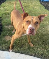 Shelter Stray Male Dog last seen Near Amanda Dr 612, 30058, GA, 3280 Chamblee Dunwoody Rd, Chamblee, GA 30341, USA
