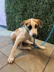 Shelter Stray Male Dog last seen Near Montana Ave, El Paso, TX 79938, CITY of El Paso, TX, 5001 Fred Wilson Ave, El Paso, TX 79906, USA