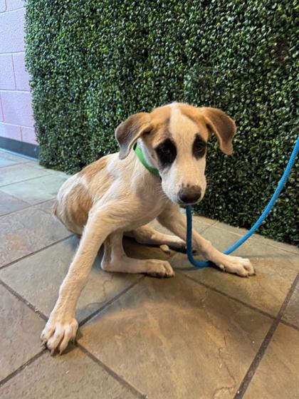 Shelter Stray Male Dog last seen Near Montana Ave, El Paso, TX 79938, CITY of El Paso, TX, 5001 Fred Wilson Ave, El Paso, TX 79906, USA