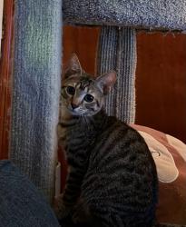 Shelter Stray Male Cat last seen Near Wood Bend Dr, Stone Mountain, GA 30083, 30083, GA, 3280 Chamblee Dunwoody Rd, Chamblee, GA 30341, USA
