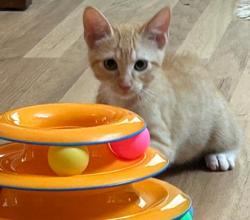 Shelter Stray Female Cat last seen Near Taffeta Ct, 30058, GA, 3280 Chamblee Dunwoody Rd, Chamblee, GA 30341, USA