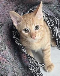 Shelter Stray Male Cat last seen Near Taffeta Ct, 30058, GA, 3280 Chamblee Dunwoody Rd, Chamblee, GA 30341, USA