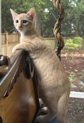 Shelter Stray Male Cat last seen Near Taffeta Ct, 30058, GA, 3280 Chamblee Dunwoody Rd, Chamblee, GA 30341, USA