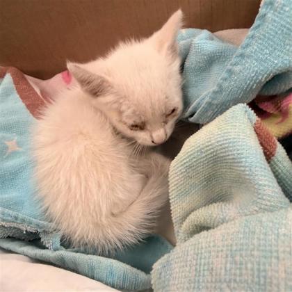 Shelter Stray Female Cat last seen Near Falkirk Ave, CITY of El Paso, TX, 5001 Fred Wilson Ave, El Paso, TX 79906, USA
