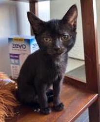 Shelter Stray Female Cat last seen Near Peachtree Industrial Blvd, Atlanta 30360, 30360, GA, 3280 Chamblee Dunwoody Rd, Chamblee, GA 30341, USA