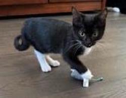 Shelter Stray Male Cat last seen Near Peachtree Industrial Blvd, Atlanta 30360, 30360, GA, 3280 Chamblee Dunwoody Rd, Chamblee, GA 30341, USA
