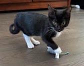 Shelter Stray Male Cat last seen Near Peachtree Industrial Blvd, Atlanta 30360, 30360, GA, 3280 Chamblee Dunwoody Rd, Chamblee, GA 30341, USA