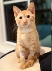 Shelter Stray Male Cat last seen Near Peachtree Industrial Blvd, Atlanta 30360, 30360, GA, 3280 Chamblee Dunwoody Rd, Chamblee, GA 30341, USA