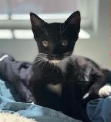 Shelter Stray Female Cat last seen Near Remington Rd, Atlanta, GA 30341, 30341, GA, 3280 Chamblee Dunwoody Rd, Chamblee, GA 30341, USA
