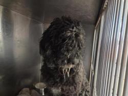 Shelter Stray Male Dog last seen RM 2338, Williamson County, TX, 1855 SE Inner Loop, Georgetown, TX 78626, USA