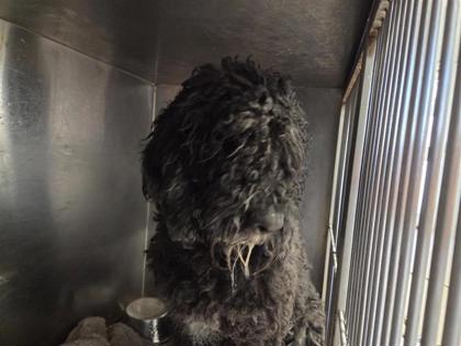 Shelter Stray Male Dog last seen RM 2338, Williamson County, TX, 1855 SE Inner Loop, Georgetown, TX 78626, USA