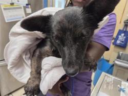 Shelter Stray Male Dog last seen Near SUNBEAM CV, City of Round Rock, TX, 1855 SE Inner Loop, Georgetown, TX 78626, USA