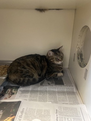 Shelter Stray Female Cat last seen Near McDaniel St Lithonia GA 30058, 30058, GA, 3280 Chamblee Dunwoody Rd, Chamblee, GA 30341, USA