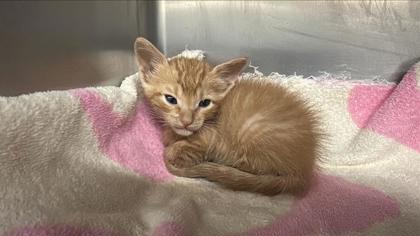 Shelter Stray Male Cat last seen Near N Crossing Trail, Williamson County, TX, 1855 SE Inner Loop, Georgetown, TX 78626, USA