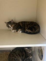 Shelter Stray Female Cat last seen Near McDaniel St Lithonia GA 30058, 30058, GA, 3280 Chamblee Dunwoody Rd, Chamblee, GA 30341, USA