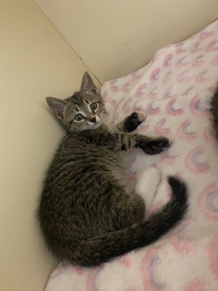 Shelter Stray Male Cat last seen Near stonewood dr stone Mountain GA 30087, 30087, GA, 3280 Chamblee Dunwoody Rd, Chamblee, GA 30341, USA