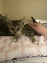 Shelter Stray Male Cat last seen Near stonewood dr stone Mountain GA 30087, 30087, GA, 3280 Chamblee Dunwoody Rd, Chamblee, GA 30341, USA