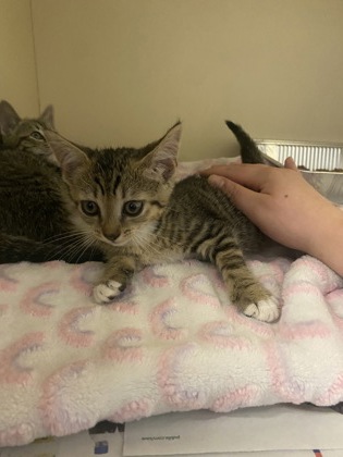 Shelter Stray Male Cat last seen Near stonewood dr stone Mountain GA 30087, 30087, GA, 3280 Chamblee Dunwoody Rd, Chamblee, GA 30341, USA