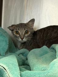 Shelter Stray Female Cat last seen Near Treecrest Pkwy, DECATUR, GA, 30035, 30035, GA, 3280 Chamblee Dunwoody Rd, Chamblee, GA 30341, USA