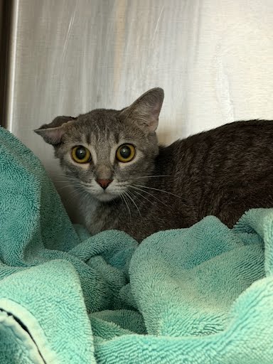 Shelter Stray Female Cat last seen Near Treecrest Pkwy, DECATUR, GA, 30035, 30035, GA, 3280 Chamblee Dunwoody Rd, Chamblee, GA 30341, USA