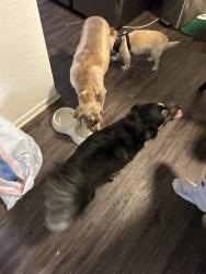 Found/Stray Female Dog last seen Colorado ave and monroe st, Riverside, CA 92504