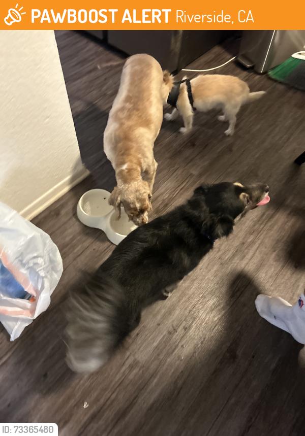 Found/Stray Female Dog last seen Colorado ave and monroe st, Riverside, CA 92504