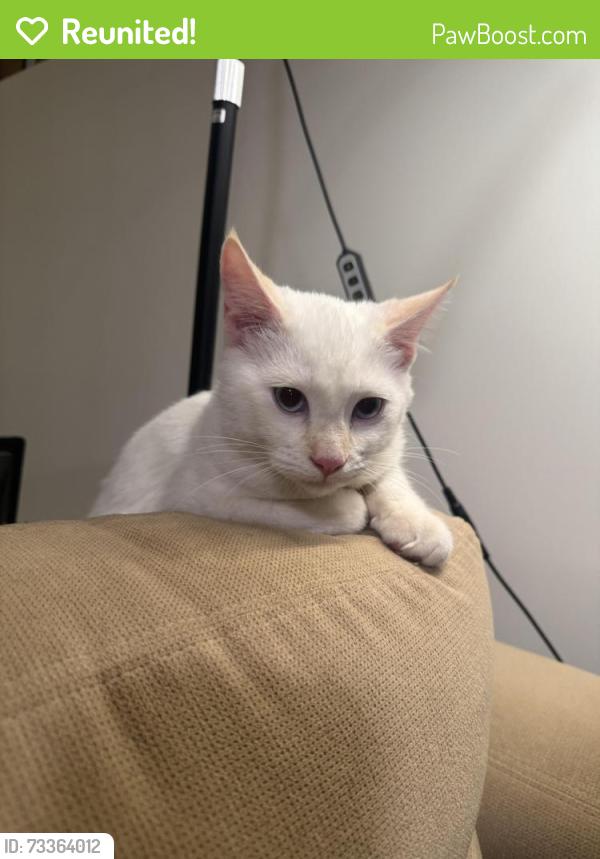 Reunited Male Cat last seen Lappin & dufferin st from the backyards of our place, Toronto, ON M6H 1W4