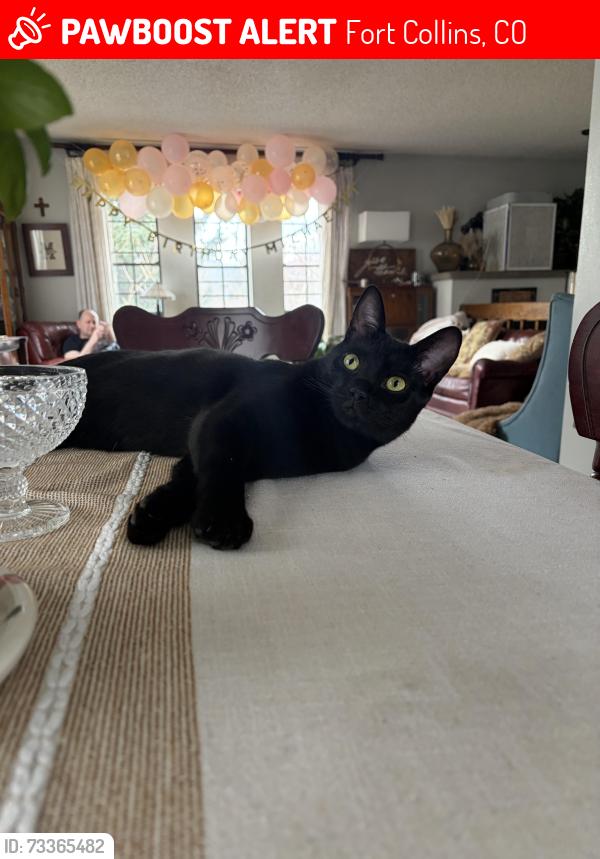 Lost Male Cat last seen drake, hanover, dunbar, Fort Collins, CO 80526