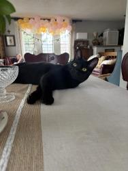 Lost Male Cat last seen drake, hanover, dunbar, Fort Collins, CO 80526