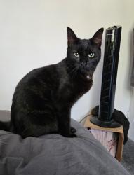 Lost Male Cat last seen Winstanley Drive/Elmsthrope Drive, Leicester, England 