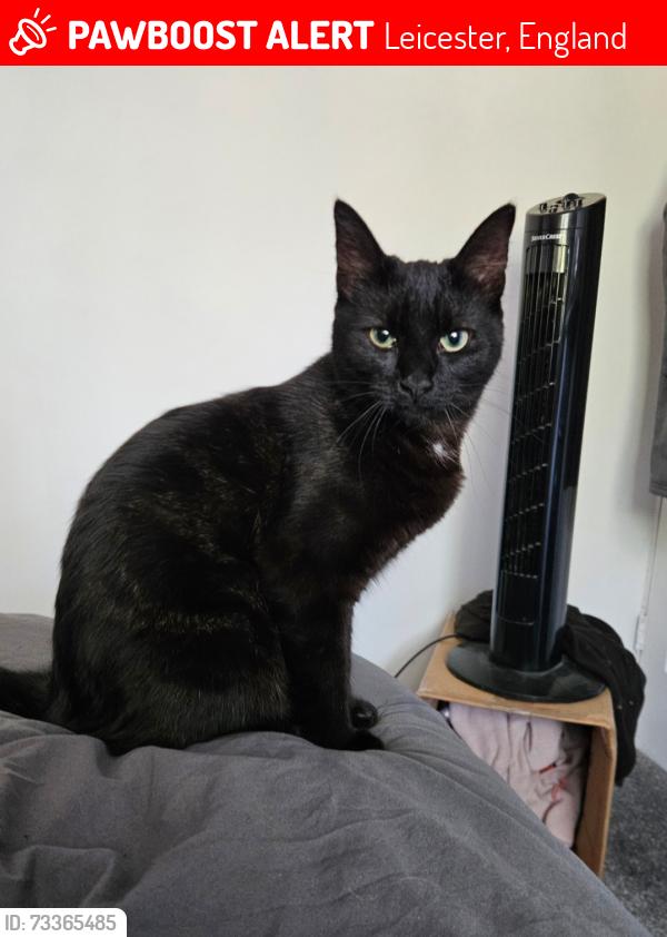 Lost Male Cat last seen Winstanley Drive/Elmsthrope Drive, Leicester, England 