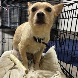 Shelter Stray Male Dog last seen , 361 S Raymond Ave, Pasadena, CA 91105, USA