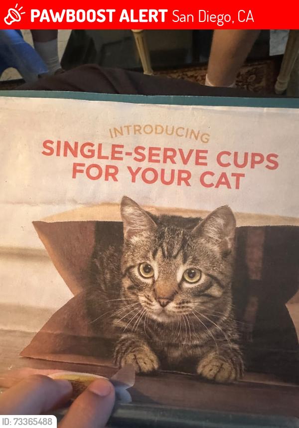 Lost Male Cat last seen Near vía Espana la jolla, San Diego, CA 92037